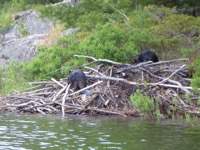 beavers