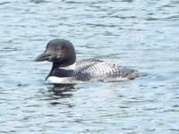 loon