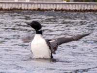 loon1