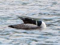 loon2