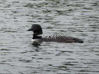 loon