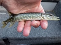 mini_musky