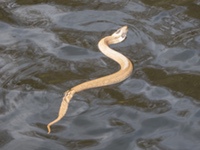 eastern_hognose2