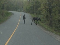 healy_lake_rd_moose