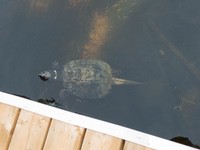 snapping_turtle2