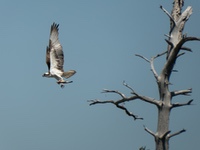 osprey