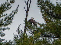 bald_eagle2