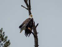 bald_eagle3