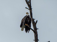 bald_eagle4