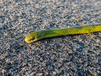 smooth_green_snake2