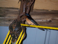 Barn_Swallow