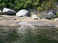 Common_Mergansers