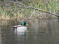 Mallard