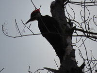 Pileated_Woodpecker