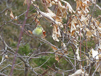 Pine_Warbler