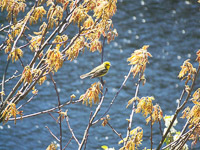 Prairie_Warbler