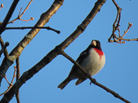 Rose-breasted_Grosbeak