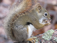 Squirrel