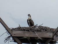 osprey2