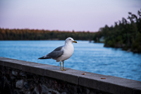 seagull