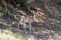 Lake_Cumberland9