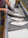 stripers2