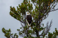 bald_eagle1