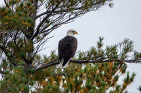 bald_eagle2