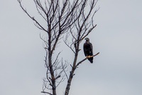 bald_eagle3