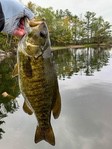 campsite_218_smallie