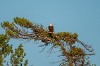 bald_eagle1