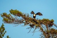 bald_eagle2