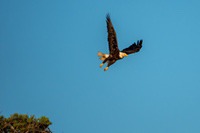 bald_eagle3