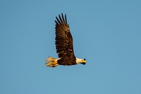 bald_eagle4