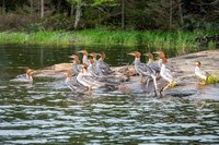 mergansers