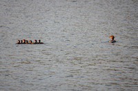 mergansers