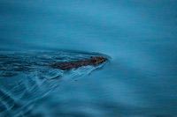 beaver