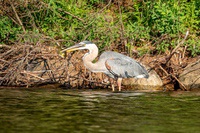 heron2