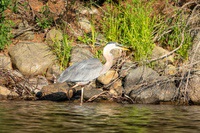 heron3