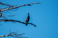 cormorant