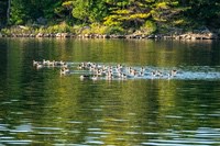 mergansers