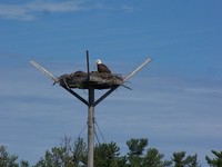 bald_eagle_nest