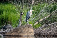 heron