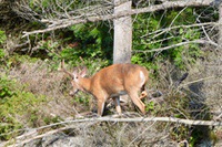 Buck1