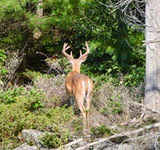Buck2