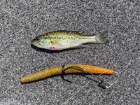 Largemouth