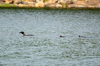 Loons1