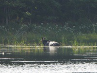 Moose1