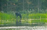 Moose2