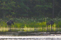 Moose3
